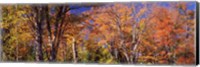 Trees in autumn, Vermont, USA Fine Art Print