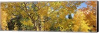Aspen trees with foliage in autumn, Colorado, USA Fine Art Print