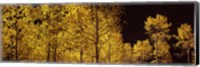Aspen trees in autumn with night sky, Colorado, USA Fine Art Print