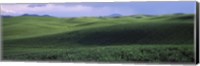 Wheat field on a rolling landscape, near Pullman, Washington State, USA Fine Art Print