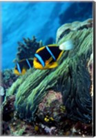 Allard's anemonefish (Amphiprion allardi) in the ocean Fine Art Print