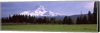 Field with a snowcapped mountain in the background, Mt Hood, Oregon (horizontal) Fine Art Print