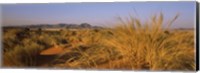 Grass growing in a desert, Namib Rand Nature Reserve, Namib Desert, Namibia Fine Art Print