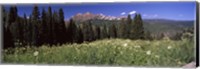 Forest, Kebler Pass, Crested Butte, Gunnison County, Colorado, USA Fine Art Print