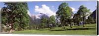 Maple trees with mountain range in the background, Karwendel Mountains, Risstal Valley, Hinterriss, Tyrol, Austria Fine Art Print