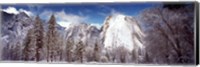 Snowy trees with rocks in winter, Cathedral Rocks, Yosemite National Park, California, USA Fine Art Print