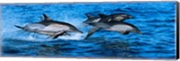 Dolphins in the sea Fine Art Print