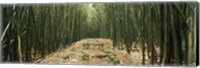 Path with stones surrounded by Bamboo, Oheo Gulch, Seven Sacred Pools, Hana, Maui, Hawaii, USA Fine Art Print