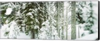 Snow covered evergreen trees at Stevens Pass, Washington State Fine Art Print