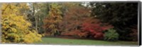 Autumn tree, Gloucestershire, England Fine Art Print