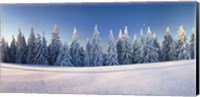 Snow covered trees on a landscape, Belchen Mountain, Black Forest, Baden-Wurttemberg, Germany Fine Art Print