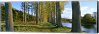 Poplar Treelined at the riverside, River Tweed, Maxton, Newtown St. Boswells, Scotland Fine Art Print