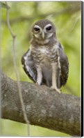 Close-up of White-Browed Hawk Owl (Ninox superciliaris), Madagascar Fine Art Print