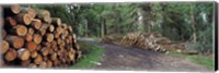 Stacks of logs in forest, Burrator Reservoir, Dartmoor, Devon, England Fine Art Print