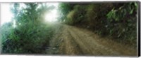 Dirt road through a forest, Chiang Mai Province, Thailand Fine Art Print