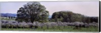 Cherry trees in an Orchard, Michigan, USA Fine Art Print