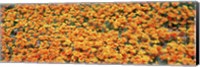High angle view of California Golden Poppies, Antelope Valley California Poppy Reserve, California, USA Fine Art Print