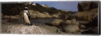 Colony of Jackass penguins on the beach, Boulder Beach, Cape Town, Western Cape Province, Republic of South Africa Fine Art Print