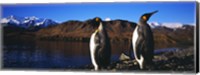 Two King penguins on shore of Cumberland Bay East, King Edward Point, Cumberland Bay, South Georgia Island Fine Art Print
