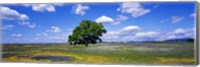 Single Tree In Field Of Wildflowers, Table Mountain, Oroville, California, USA Fine Art Print