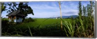 Rice paddies in a field, Saga Prefecture, Kyushu, Japan Fine Art Print