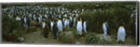 High angle view of a colony of King penguins, Royal Bay, South Georgia Island, Antarctica Fine Art Print