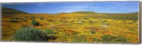 View Of Blossoms In A Poppy Reserve, Antelope Valley, Mojave Desert, California, USA Fine Art Print