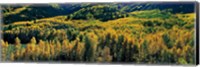 Autumn Aspens, Colorado, USA Fine Art Print