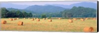 Hay bales in a field, Murphy, North Carolina, USA Fine Art Print
