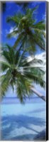 Maldives Palm Trees Fine Art Print