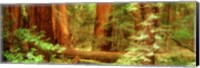Muir Woods, Trees, National Park, Redwoods, California Fine Art Print