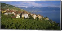 Village Rivaz between Vineyards & Mts. Lake Geneva Switzerland Fine Art Print