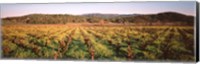 Vineyard in Hopland, California Fine Art Print