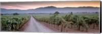 Road in a vineyard, Napa Valley, California, USA Fine Art Print