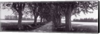 Road Through Trees, Provence, France Fine Art Print