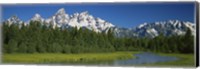 Trees along a river, Near Schwabachers Landing, Grand Teton National Park, Wyoming Fine Art Print