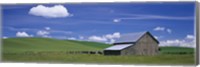Cows and a barn in a wheat field, Washington State, USA Fine Art Print
