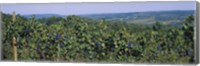 Bunch of grapes in a vineyard, Finger Lakes region, New York State, USA Fine Art Print