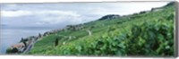 Vineyard on a hillside in front of a lake, Lake Geneva, Rivaz, Vaud, Switzerland Fine Art Print