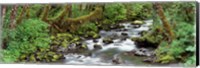 Creek Olympic National Park WA USA Fine Art Print