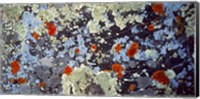 Lichens on Rock CO USA Fine Art Print