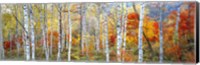Fall Trees, Shinhodaka, Gifu, Japan Fine Art Print
