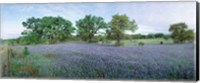 Field of Bluebonnet flowers, Texas, USA Fine Art Print