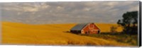 Barn in a wheat field, Palouse, Washington State, USA Fine Art Print