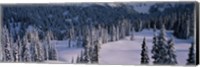 Fir Trees, Mount Rainier National Park, Washington State, USA Fine Art Print