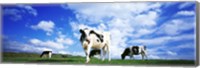 Cows In Field, Lake District, England, United Kingdom Fine Art Print
