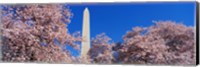 Cherry Blossoms Washington Monument Fine Art Print