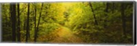 Dirt road passing through a forest, Vermont, USA Fine Art Print