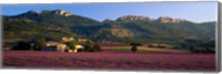 Lavender Fields And Farms, High Provence, La Drome, France Fine Art Print