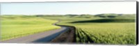 Gravel Road Through Barley and Wheat Fields WA Fine Art Print